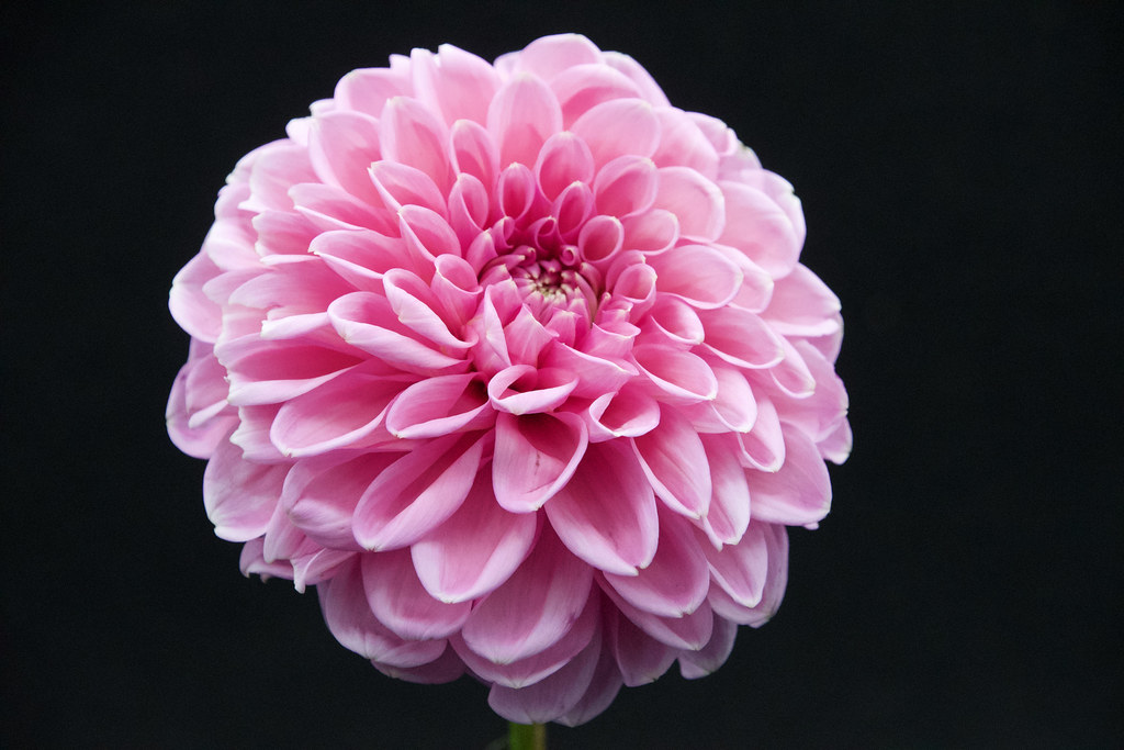 can you plant dahlias with vegetables