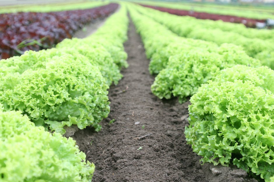 what soil to buy for vegetable garden