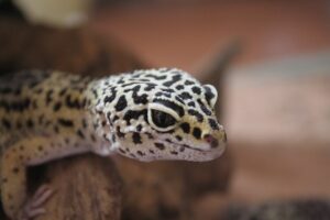 can leopard geckos eat vegetables