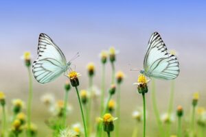 do butterflies pollinate vegetables