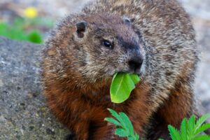 what vegetables do groundhogs eat