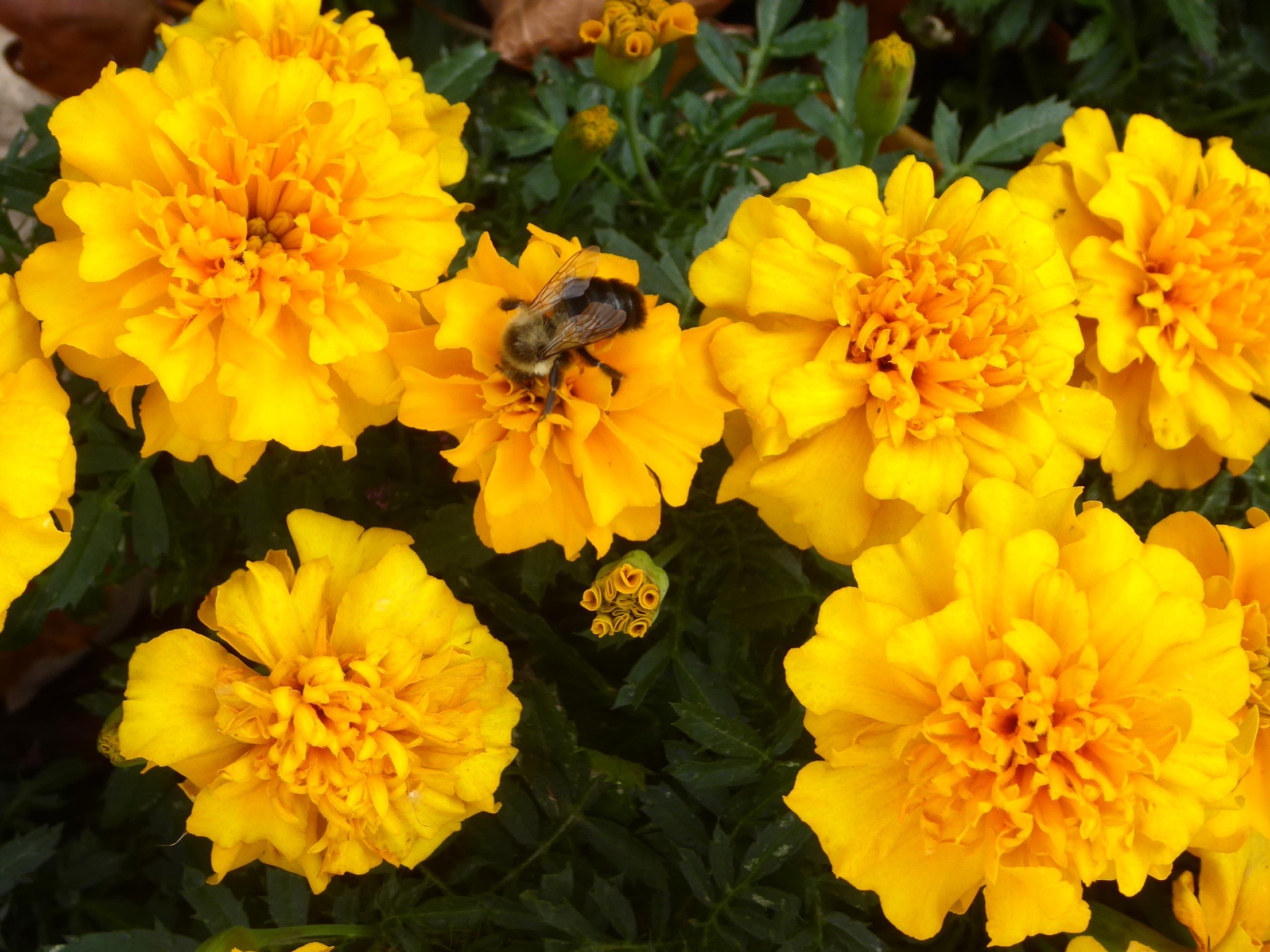 how close to plant marigolds to vegetables